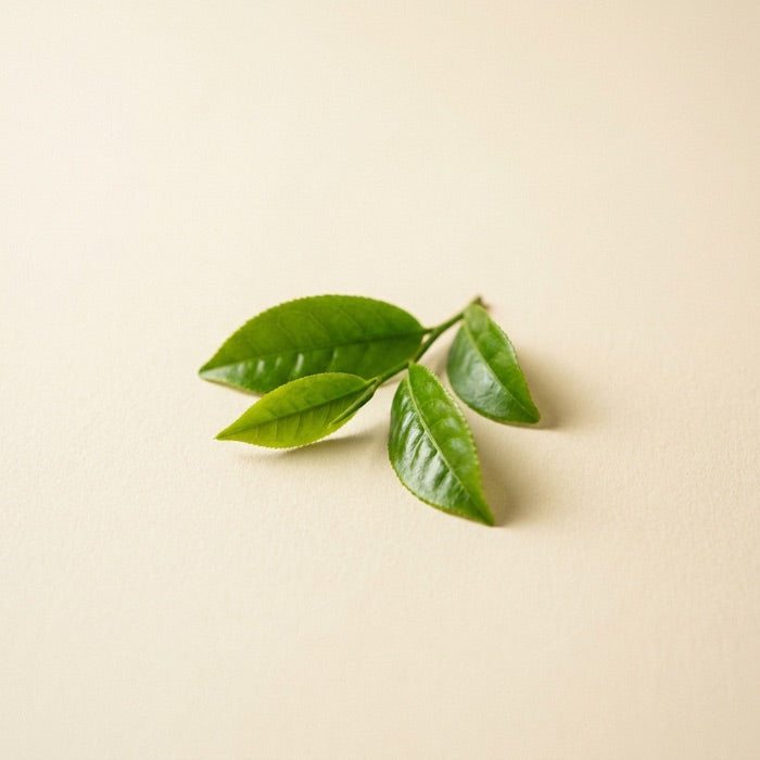 Green Tea Extract